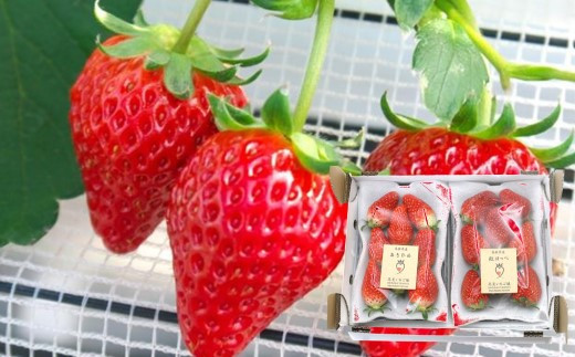 【令和9年1月～発送：数量限定】いちご（章姫＆紅ほっぺ）