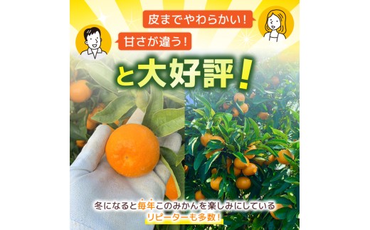 とろけるみかん 安田町 生まれ はっとり育ち とろけるみかん 5kg 5キロ Mサイズ M 家庭用 みかん 柑橘 蜜柑 フルーツ 柑橘類 シトラス みかんふるさと納税 ふるさと納税みかん 果物 期間限