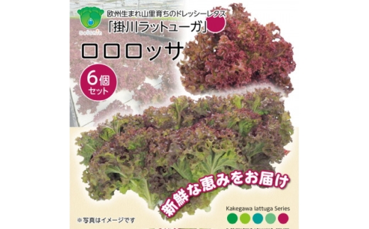 ＜1種×6株＞山里の湧き水育ちリーフレタス「掛川ラットゥーガ・ロロロッサ」【1696202】