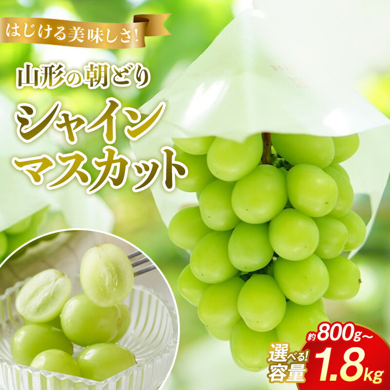 【ふるさと納税】はじける美味しさ！山形の朝どりシャインマスカット 選べる 約800g～1kg 1～2房 約1.4kg 2～3房約1.8kg 2～4房【令和8年産先行予約】FS25-134