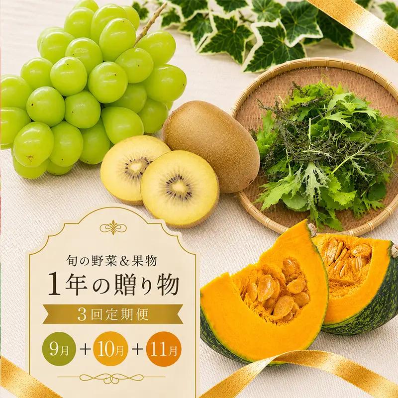 【定期便3回】 マスカット ゴールドキウイ 秋野菜 旬 野菜