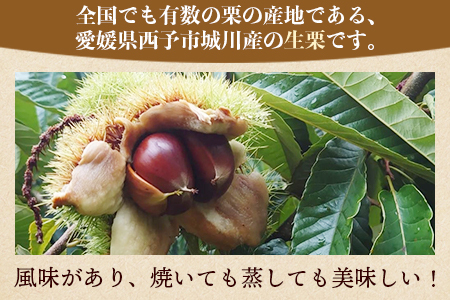 【数量限定・締切9月15日】＜西予市城川産 大きな生栗 3Lサイズ 約2kg（化粧箱入り）＞ 特大 大粒 マロン 焼き栗 栗ご飯 モンブラン 特産品 メニークエスト 愛媛県 西予市【冷蔵】『9月20日