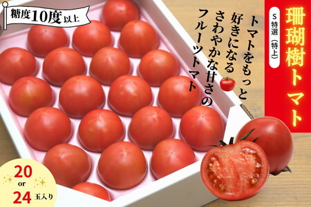 珊瑚樹トマト S特選 約1kg 糖度10度以上 2027年 4月発送 トマト