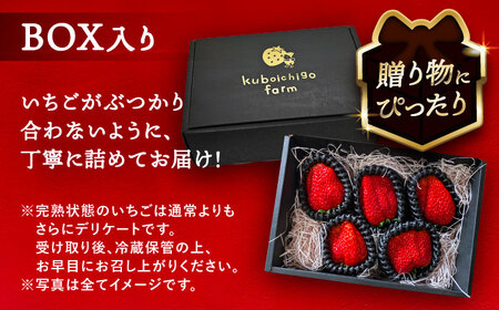 【先行予約】 ＼毎年12月より順次発送／ 大玉 紅ほっぺ 5粒~6粒程度 いちご 果物 フルーツ 愛西市 / くぼ苺農園 【配達不可：北海道・沖縄・離島】[AECJ011]