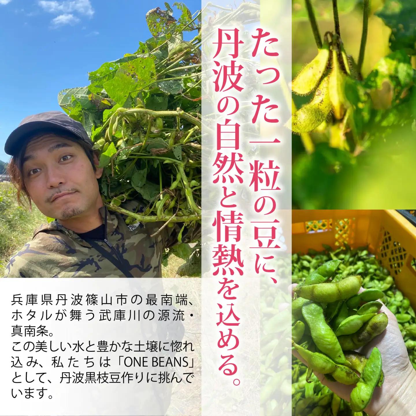 【先行予約】丹波篠山産 丹波黒枝豆 1kg 期間限定 枝豆