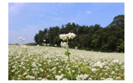 有機JAS認証の玄蕎麦使用「会津のかおり」蕎麦粉800g（蕎麦ガレット用のサラサラ製粉）