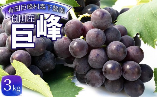 
                  【先行予約】有田産 巨峰 約 3kg 有田 巨峰村 森下農園 ぶどう 送料無料 フルーツ★2026年8月下旬から順次発送
                