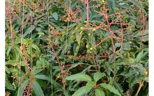 【先行受付】＜2026年発送＞いらぶ島マンゴー園　宮古島産“完熟アーウィンマンゴー”《家庭用》2kg（HR05）