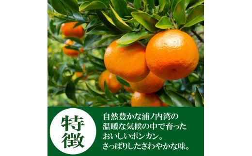 訳あり 家庭用 ポンカン 5kg 2026年1月より発送 早期予約 産地直送 浦ノ内産 ぽんかん みかん 蜜柑 柑橘 訳あり品 高知県 須崎市 MN0031-x