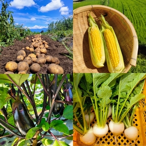 【定期便全3回】朝採れおまかせ旬の高原野菜 7種セット (出荷時期 : 2026年6月～12月／北海道・沖縄県・離島は配送不可) 【 産地直送 高原野菜 産直 季節の旬の野菜 農薬 化学肥料 不使用 