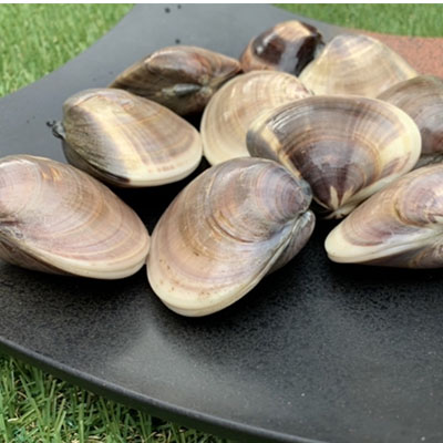 【ふるさと納税】はまぐり 定期便 6ヶ月 九十九里産 天然はまぐり 1.5kg ご注文時お勧めサイズお任せ セット 貝 海鮮 海産物 海の幸 魚介 魚介類 水産 水産物 国産 天然 地元漁師が厳選 産地直送 冷蔵 冷蔵配送 千葉 千葉県 九十九里 九十九里町 定期 お楽しみ 6回
