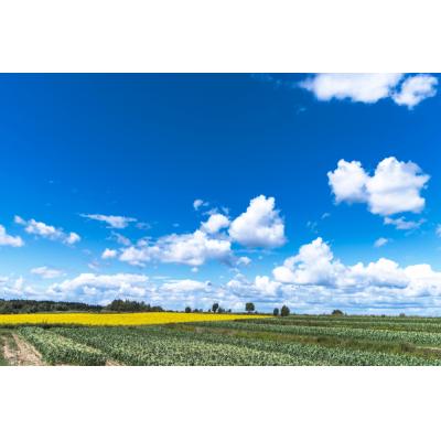 ふるさと納税 芽室町 【2025年8月より発送】芽室町 なまら十勝野の季節のおまかせ野菜セット(夏) me001-009c |  | 01