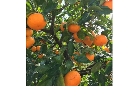 【訳あり・ご家庭用】完熟有田みかん  サイズ混合(2L～4L)　約10.2kg(10kg+200g)【2026年11月中旬～1月中旬頃に順次発送予定】【AA90081-ard055D】