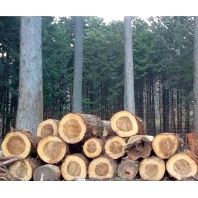 ふるさと納税 大月市 杉・檜のスウェーデントーチ　高さ28cm以上　幅14cm〜18cm　2本 |  | 03