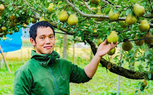 【令和7年産先行予約】 ラ・フランス 約5kg (15～18玉 特秀 2～4L) 《令和7年11月～発送》 『たけひさ農園』 ラフランス 西洋梨 洋なし 果物 山形県 南陽市 [1088-1]