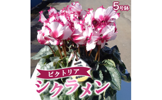 【先行予約】厳選シクラメン鉢 ”ビクトリア”【花・シクラメン・鉢】《11月下旬-12月下旬頃出荷予定》【配送不可地域あり】(北海道)