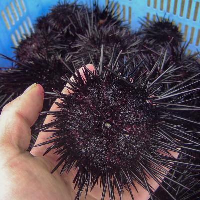 ふるさと納税 南あわじ市 先行受付【花光】淡路島の至極ウニ!天然黒ウニ(板入5枚)【無添加・ミョウバン不使用・期間/数量限定】 |  | 03