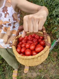 オーガニック高糖度ミニトマト「ロッソナポリタン」【農薬・肥料不使用】＜茨城県共通返礼品・つくばみらい市＞_DM03 ※2023年6月上旬～8月下旬頃に順次発送予定