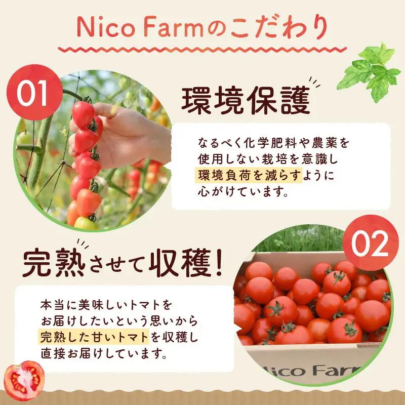 【定期便全6回】無添加 完熟ミニトマト使用 NicoFarm トマトジュース 1L×2本×6回_Y124-0033