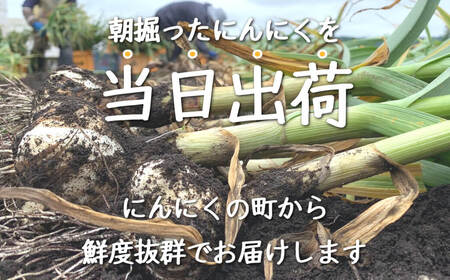 令和7年産朝採り直送！田子（たっこ）生にんにく約10kg（青森県田子町産にんにくM～Lサイズ混合）