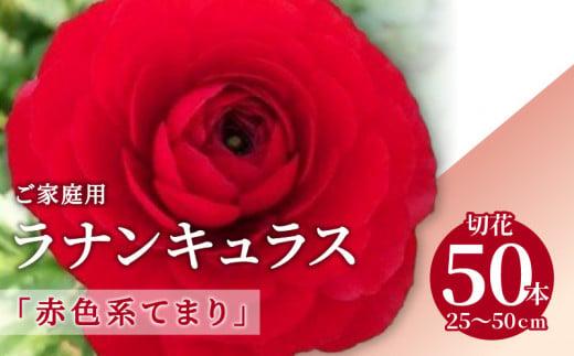 ご家庭用 ラナンキュラス「赤色系てまり」切花50本(長さ25～50cm)【2025年1月中旬～2025年3月下旬配送】