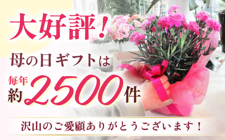 【25セット限定 先行予約】カーネーション ピンク 5号 鉢植え 生花 ＜数量限定！想いを届ける母の日ギフト＞ / 花苗 花 贈り物 ギフト 女性 プレゼント 感謝 ※2026年5月6日～9日の間にお