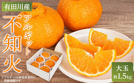 アルギット 不知火 約1.5kg 大玉 サイズ（5～6玉）不知火