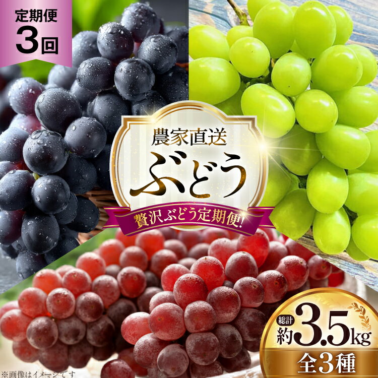 【ふるさと納税】 3回 ぶどう ( デラウェア 藤稔 シャインマスカット ) 定期便 総計 約3.5kg [Hinataぶどう園 山形県 高畠町 tk06ayt190013] ブドウ 葡萄 くだもの 果物 フルーツ 種なし 果実 3回定期便 フルーツ