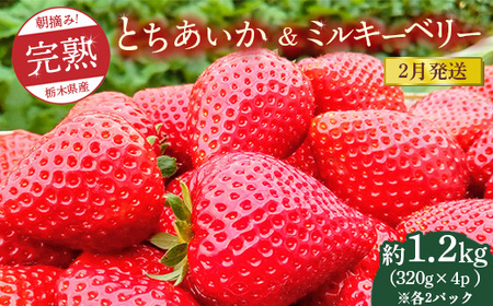 【先行予約】【2月発送】朝摘み！完熟とちあいか＆ミルキーベリーの紅白セット 1280g（320g×4p(各2パック) ）　※離島への配送不可　※2026年2月上旬～2月下旬頃に順次発送予定