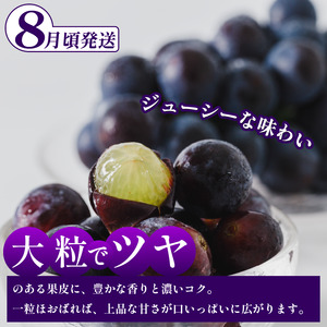 フルーツ 定期便 全3回 ぶどう 食べ比べ