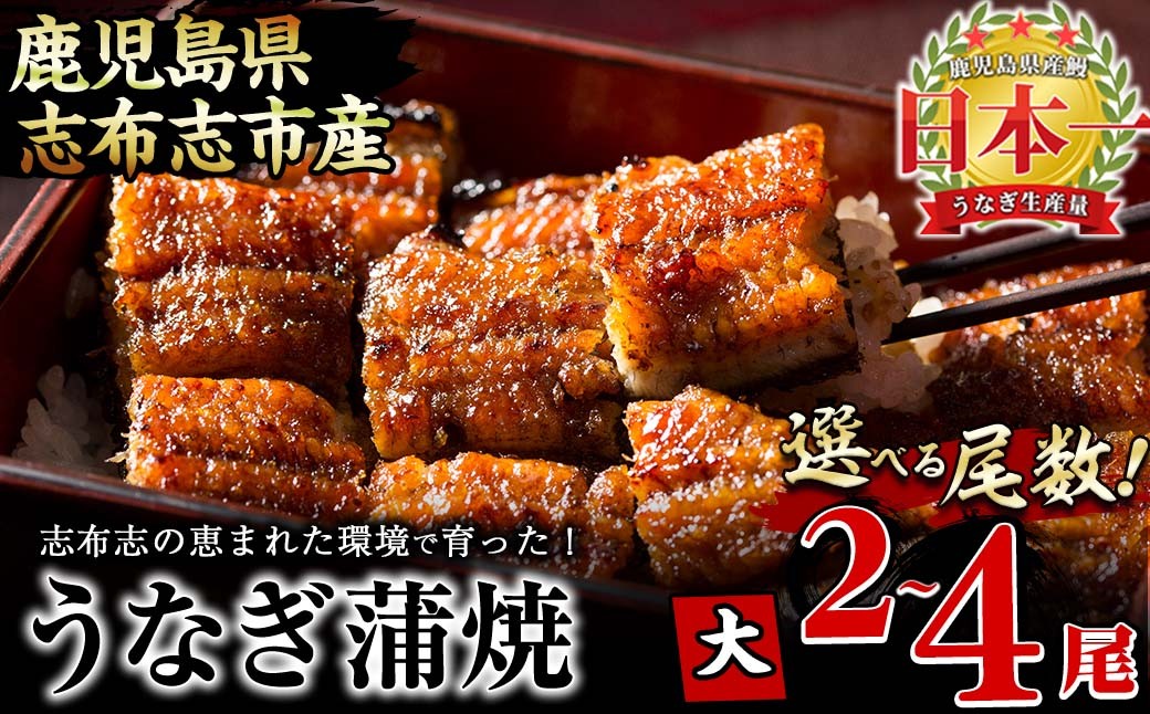 
            【尾数が選べる！】鹿児島県産 うなぎの大楠＜大＞2尾～4尾　うなぎ 鰻 ウナギ 2尾 4尾 国産 九州産 蒲焼き かばやき 冷凍 うな重 ひつまぶし タレ 山椒 真空パック ランキング 人気
          