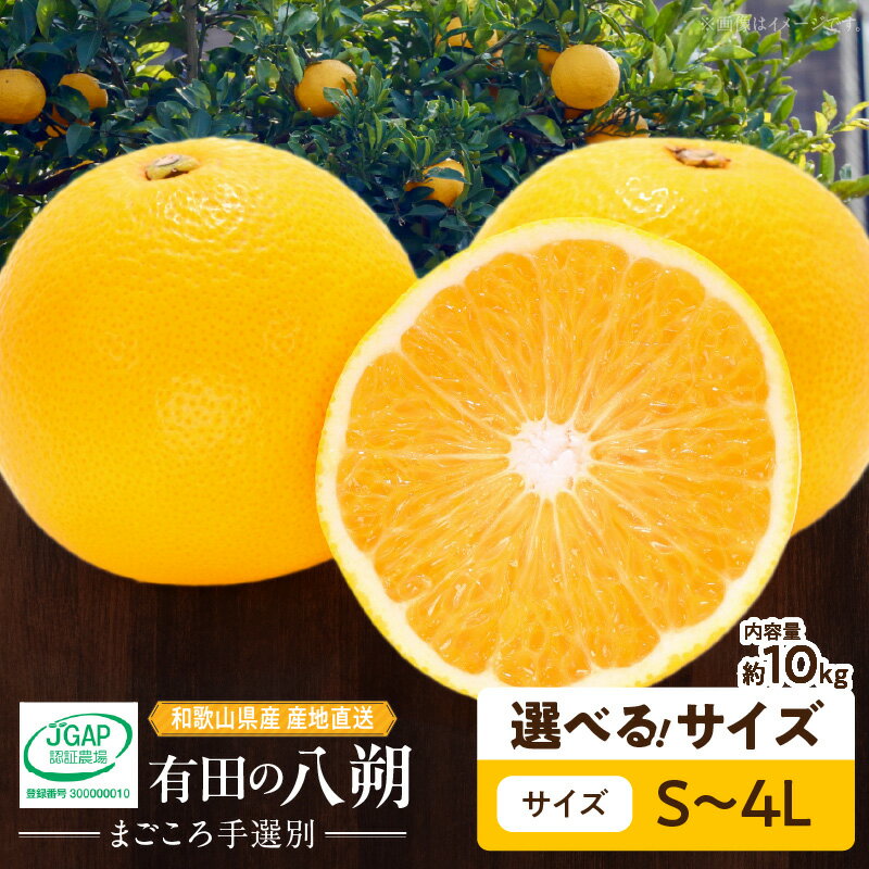 【ふるさと納税】【限定】 和歌山県産 有田の 八朔 (はっさく) 10kg 選べる サイズ S ～ 4L 【まごころ手選別】【はっさく ハッサク 八朔 和歌山産】