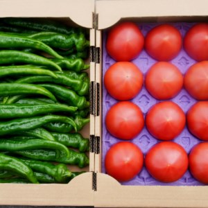 夏野菜セット 万願寺とうがらし１ｋｇとトマト２ｋｇ 化粧箱入