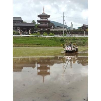 ふるさと納税 石岡市 獅子米 もち米(マンゲツモチ) 玄米10kg【令和7年産】 |  | 01