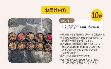 ギムノカリキウム ミハノビッチ 10株 Gymnocalycium mihanovichii 長与町/アグリューム[EAI226] 