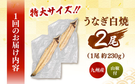 全3回定期便 鹿児島産うなぎ 白焼2尾セット 桂川町/山水商事 [ADAH015] ウナギ 鰻 白焼き 白焼 定期便