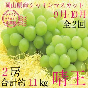 [HS]【定期便 全2回】ぶどう 2026年 先行予約 9月・10月発送 シャイン マスカット 晴王 2房（合計約1.1kg） ブドウ 葡萄  岡山県産 国産 フルーツ 果物 ギフト
