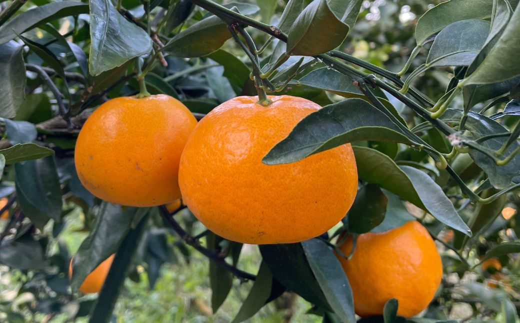 【先行予約】Saito Orange Farmのはるみ5kg(2026年2月上中旬頃より順次発送) IKTAQ016