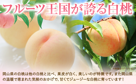 令和7年産先行予約 ご家庭用 おかやまの桃 約1.3kg(5～6玉)《2025年7月上旬-8月下旬頃出荷》｜
