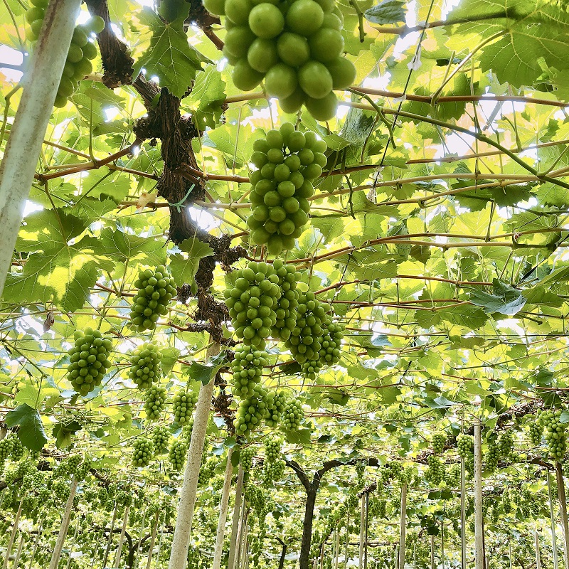 ぶどう 農家こだわりのシャインマスカット＆お任せ2品種  3房合計約1.5kg ブドウ 葡萄 岡山県産 国産 フルーツ 果物 ギフト 【 Nini farm 農家 直送 】