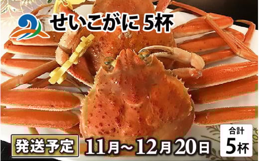 【先行予約】せいこがに 5杯【2025年11月中旬より順次発送】