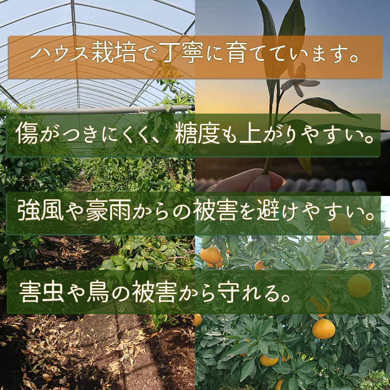 【先行予約】愛果48号 家庭用 お試し1kg(4～5玉)  【2026年3月上旬から発送】 | あいか 新品種 紅まどんな × 甘平 紅プリンセス と同品種 みかん ワケアリ 訳あり B品 柑橘 果物