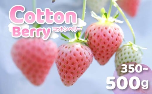 いちご コットンベリー 約350g 化粧箱 贈答用 プレゼント まるで キャンディー 2026年2月発送 冷蔵 小分け 果物 スイーツ デザート フルーツ ベリー ふるさと納税いちご 大粒 採れたて 完熟 おやつ 産地直送 先行予約 数量限定 季節限定 ブランド 苺 イチゴ いちご 希少 お取り寄せ 贈答用 化粧箱入り 岩井農園 奈良県 奈良市