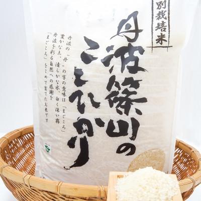 ふるさと納税 丹波篠山市 令和7年産!丹波篠山のこしひかり精米5kg×2袋