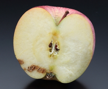 A-36 りんご サンふじ※訳あり品※ 約10kg【20～40玉】