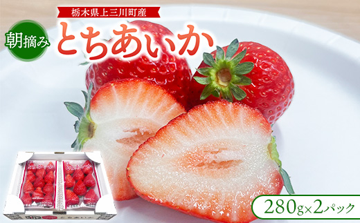 朝摘み『とちあいか』 栃木のイチゴ　大粒　280g以上×2P ｜ いちご イチゴ 苺 栃木県 果物 フルーツ 甘い 酸味 さっぱり 完熟　※離島への配送不可　※2026年1月上旬～4月中旬頃に順次発送