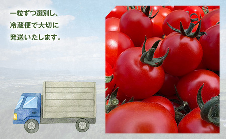 [2026年発送] 北海道 仁木町産 ミニトマト キャロルスター 1.6kg （64粒～100粒）トマト 野菜 国産 プチトマト 甘み 使いやすい サラダ お弁当 家庭用 子供に人気 リコピン [RE
