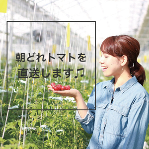 【10月中旬より順次発送】ドロップファームの美容トマトおまかせ3kg箱(４種ミックス）【とまと フルーツトマト 野菜ソムリエ 栄養士 アイコ イエローアイコ 小鈴 フルティカ 野菜 フレッシュ 水戸市