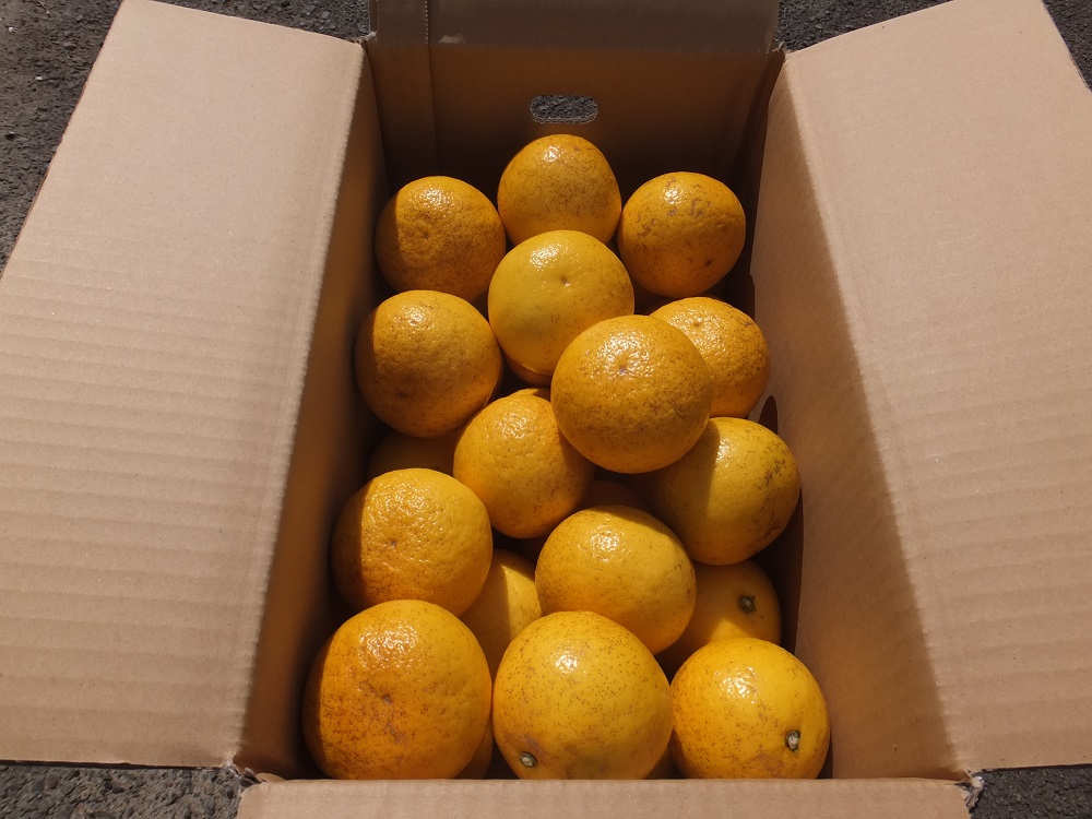 【先行予約】R8発送＜訳あり＞オレンジ園の小夏2.5kg 日向夏 みかん 柑橘 フルーツ 果物 こなつ ﾆｭｰｻﾏｰｵﾚﾝｼﾞ  旬 2.5キロ 美味しい 食感 常温 国産 訳あり 高知県 土佐清水市