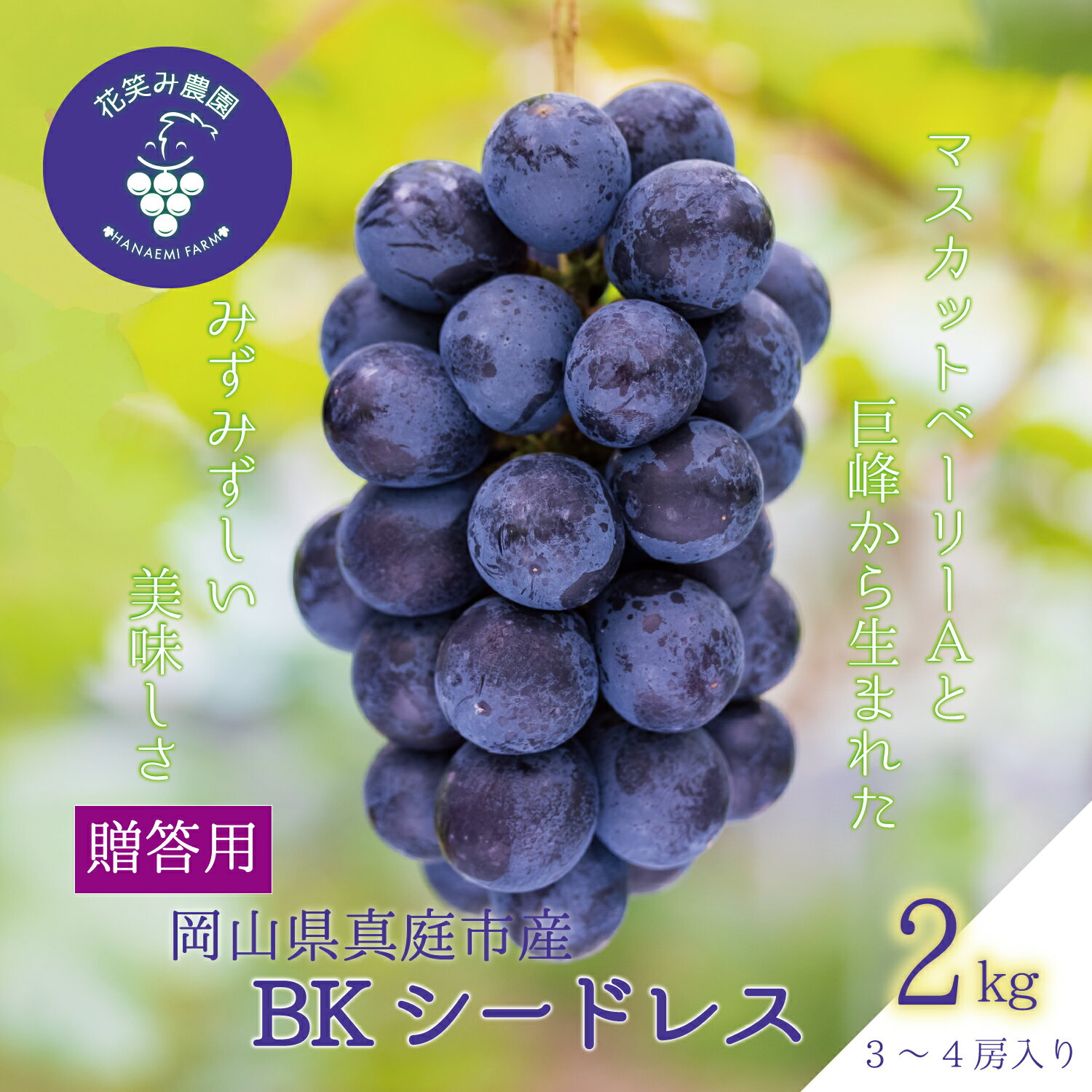 【ふるさと納税】 岡山　花笑み農園の『BKシードレス』約2kg贈答用(3〜4房)　B-2上 hana38 【2025年9月中旬〜順次発送】【配送不可地域：離島】 真庭 国産 産地直送 フルーツ 葡萄 ぶどう ブドウ 果物 贈答 ギフト 濃厚 ジューシー 種なし 甘い 子ども おすすめ【1491399】